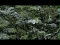 Tata Safari Commercial S 2002 2009 UPDATED