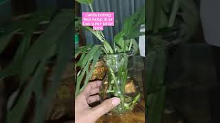 Download lagu Monstera flowers will survive in a pot filled with water mp3 Download lagu Monstera flowers will survive in a pot filled with water mp3