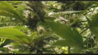 Ganja Smoke- Ward 21 Video
