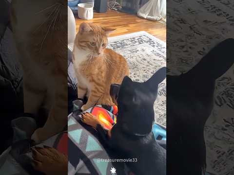 Cat vs Dog, who can win? #cat #funnycats #funnyanimals #catsoftiktok #petvideos #cat #dog #tiktok