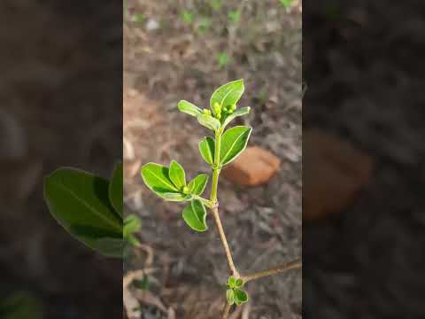 eklavya nature videography @eklavynature