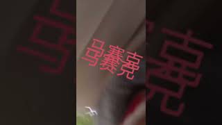 Tourist threw the bottle  and got hit by angry ape #zoo #ape #gorilla #outdoor #explore #adventure