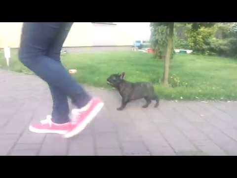 Zambona Pontifex Maximus