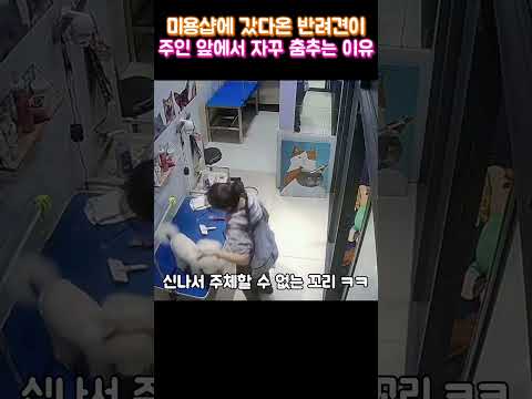 미용샵에 갔다온 반려견이 주인 앞에서 자꾸 춤추는 이유