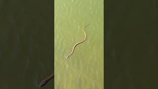 Snake Swimming in Lake Anna🐍 #shorts #snake #lakeanna #va