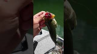 平瀬彪 撮影　ポッパーバス！