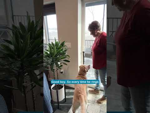 Teach Your Dog to Ask to Go Outside | Ring and Reward Bell Training with Blue-9