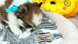 ハーフ犬の動画01