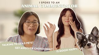 I hired an Animal Communicator to connect with my dead dog 🐶 | nicolechangmin