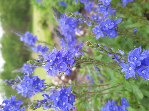 image-What does speedwell look like?