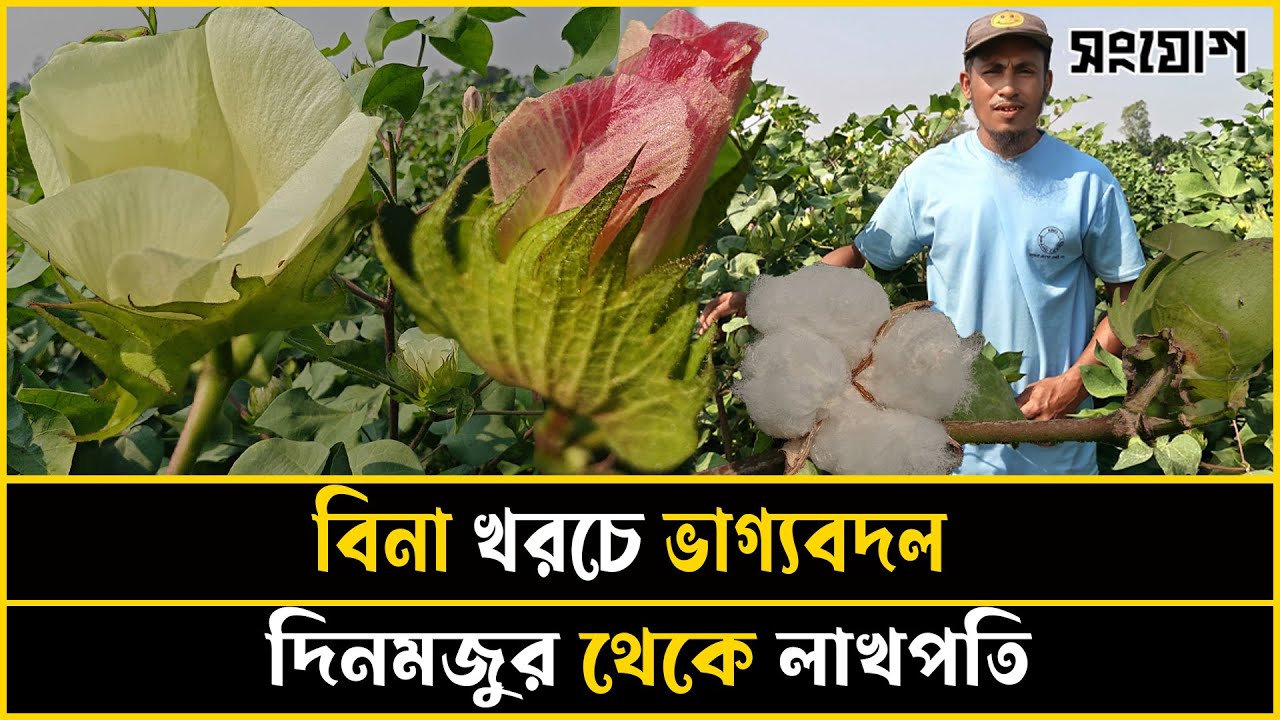 এক গাছে একশ বল! লাখপতি হলেন দিনমজুর জামিরুল।