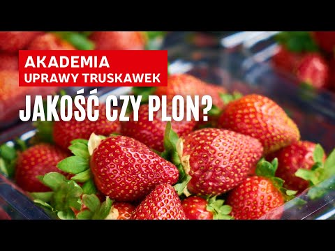 , title : 'Akademia Uprawy Truskawek 2022, cz. 3: Jakość czy plon?'