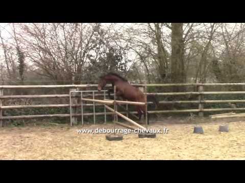 Erodium d'Ariel, mâle à vendre par Canturo