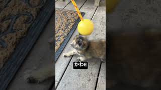 #子猫　#かわいい　#尊い　#アサラト