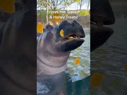 Fiona the Hippo Enjoys Her Squash & Honey Treats!