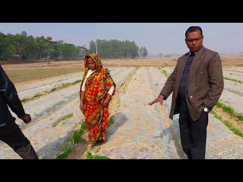 শুকনা বীজতলার পরিচর্যা