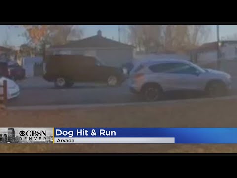 Arvada Police Search For Cadillac Escalade Driver After Dog Struck