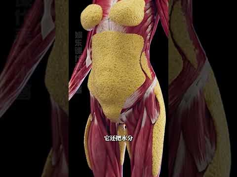脂肪，你就是個大騙子#減肥#健身#脂肪#冷知識#萬萬沒想到