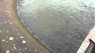 preview picture of video 'The Spillway @ Pymatuning State Park PA'