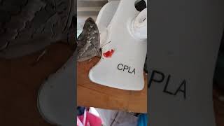 strawberry for owl buterfly