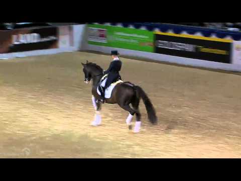 Benicio - Callaho Stud