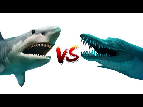 Megalodon VS Pliosaurus Rossicus discussion