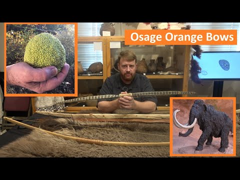 Die seltsame Geschichte der Osage-Orange-Bögen