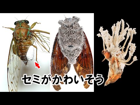鶏に寄生虫がいるかどうかはどうすればわかりますか?これらは決して無視してはいけない7つの症状です。  庭園