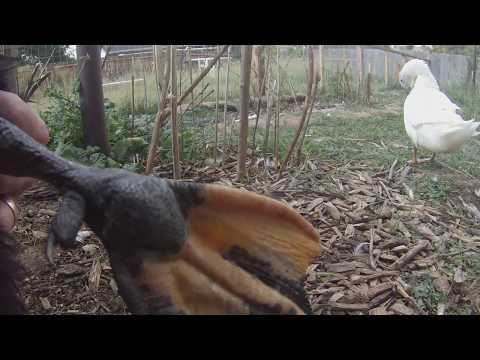 YouTube video about: Can you put neosporin on a bird?