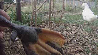 Vet-Approved Bumblefoot Treatment WITHOUT Surgery: Ducks / Chickens