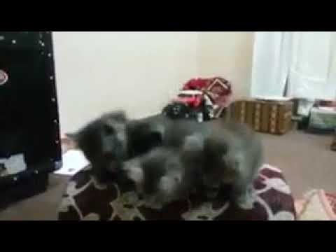 Cat dance
