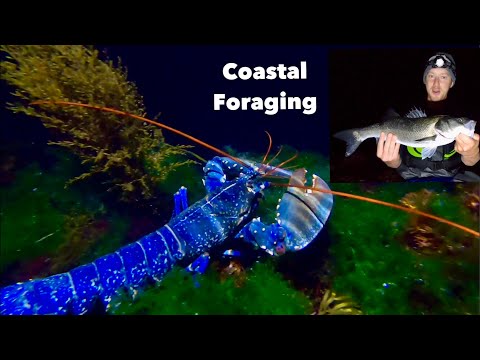 COASTAL FORAGING - Lobsters  Big Bass , eels , catch clean cook