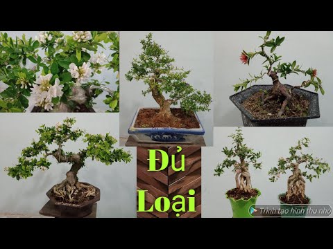 9/4/2021,,20,,cây kiểng Bonsai,, đủ loại,, cần giao lưu,,bao síp Toàn Quốc