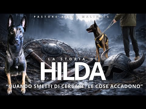 HILDA - my Belgian Malinois