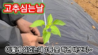 고추 이렇게 심으면 무조건 1등이여~ 고추심는 시기,간격 방법
