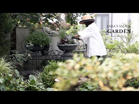 銀の花瓶、エクメア・ファシアタ