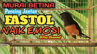 Download lagu Suara Kicau Murai Batu Betina PANCING MURAI JANTAN LOYO NAIK BIRAHI DAN BONGKAR ISIAN!MURAISANGJUARA mp3 Download lagu Suara Kicau Murai Batu Betina PANCING MURAI JANTAN LOYO NAIK BIRAHI DAN BONGKAR ISIAN!MURAISANGJUARA mp3