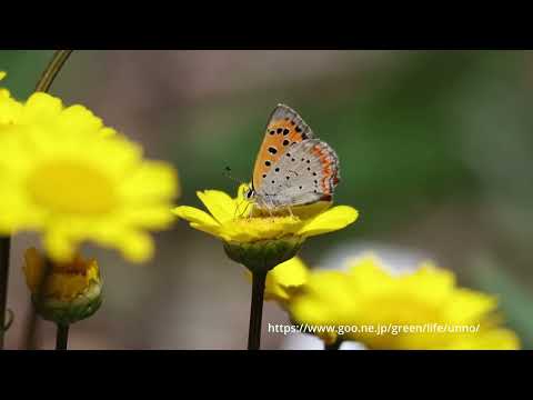 ベニシジミが現れた