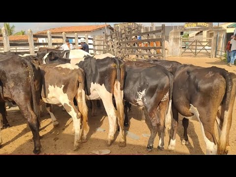 Feira do Gado em Minador do Negrão. Alagoas. 06/12/2025 nordeste - Brasil 
