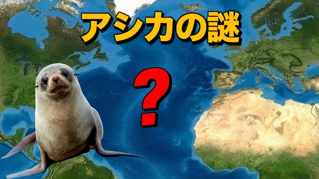 なぜ北大西洋にはアシカが一頭もいないの？｜アシカの起源と進化