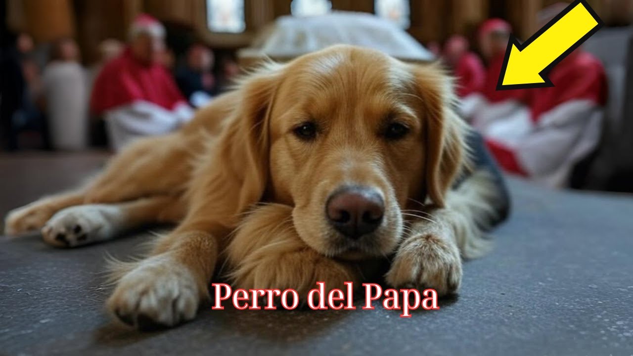 YouTube Thumbnail Downloader FULL HQ IMAGE