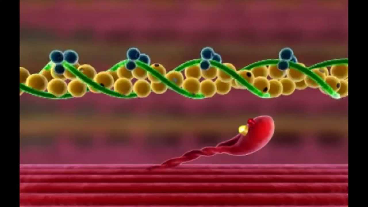 Mecanismo de la contracción muscular