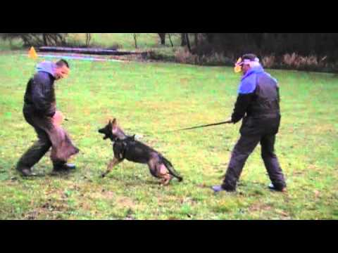 Hesi Zde - Sko - protection 5 months