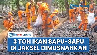 3 Ton Ikan Sapu-sapu Ditangkap di Kali Setu Babakan Jaksel, Dimusnahkan dengan Dikubur Massal