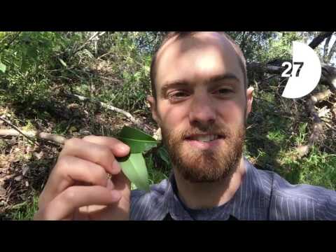 Minute with Matt - Bay Laurel