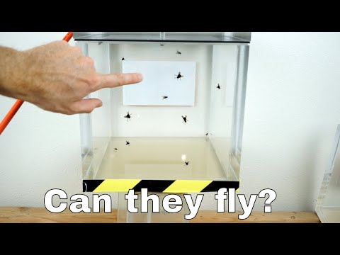 Can Flies Actually Fly in a Vacuum Chamber? Video