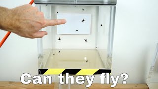 Can Flies Actually Fly in a Vacuum Chamber?