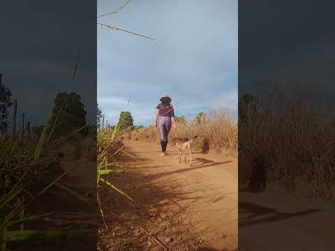 Caminhada sertaneja Comunidade Santa Rita município Vianópolis Goiás Brasil