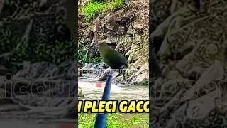 Download lagu burung pleci gacor,suara terapi air mengalir bagus buat masteran mp3 Download lagu burung pleci gacor,suara terapi air mengalir bagus buat masteran mp3