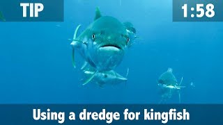 Using a Dredge for Kingfish